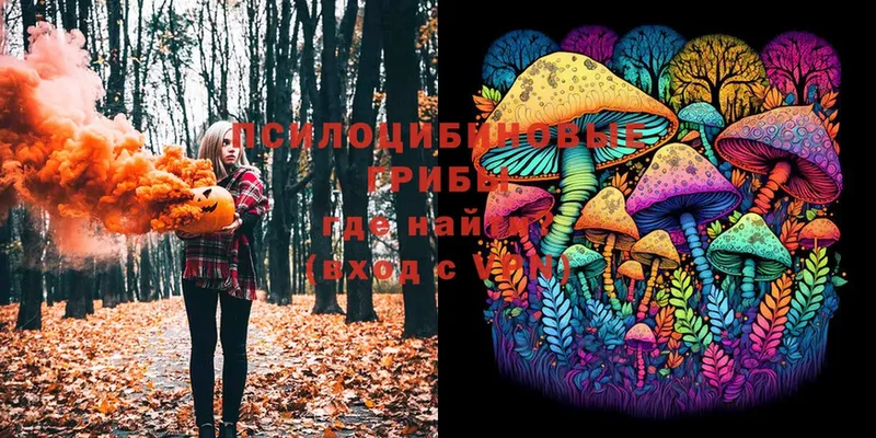 где можно купить   Мамадыш  Галлюциногенные грибы Psilocybine cubensis 